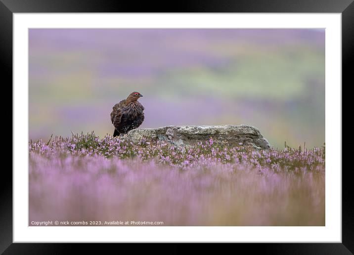Grouse Amidst Rain-Kissed Heather Framed Mounted Print by nick coombs