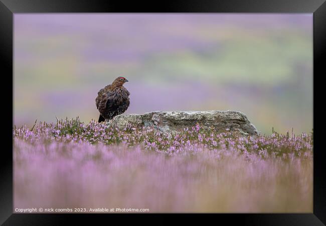Grouse Amidst Rain-Kissed Heather Framed Print by nick coombs