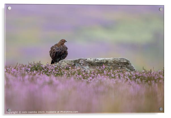 Grouse Amidst Rain-Kissed Heather Acrylic by nick coombs
