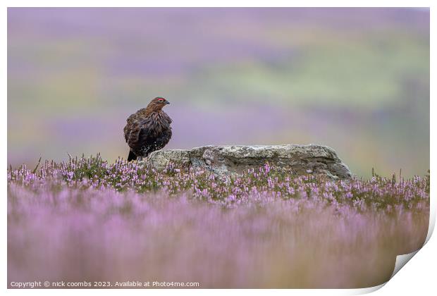 Grouse Amidst Rain-Kissed Heather Print by nick coombs