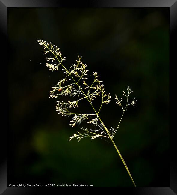 sunlit grasst  Framed Print by Simon Johnson