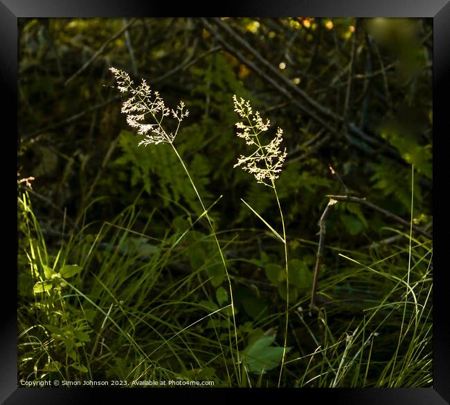 Pair of sunlit grasses Framed Print by Simon Johnson