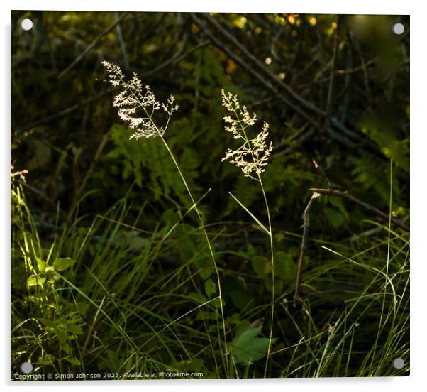Pair of sunlit grasses Acrylic by Simon Johnson