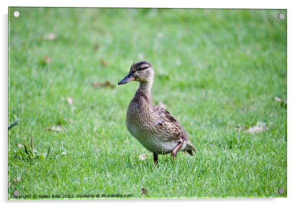 Young mallard duck Acrylic by Helen Reid