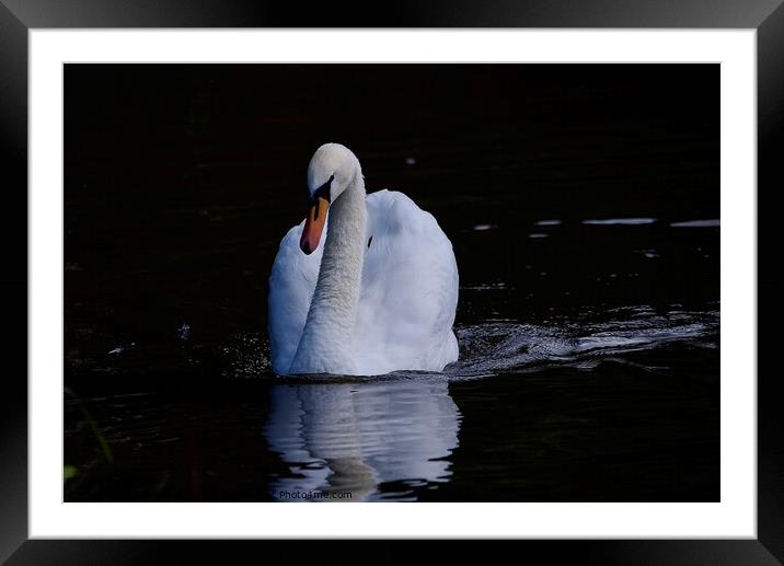 Mute swan swimming Framed Mounted Print by Helen Reid