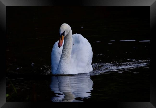 Mute swan swimming Framed Print by Helen Reid