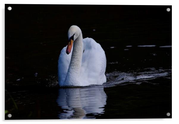 Mute swan swimming Acrylic by Helen Reid