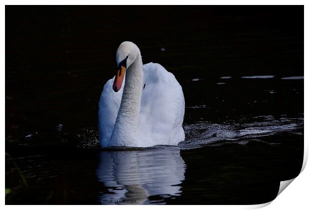 Mute swan swimming Print by Helen Reid