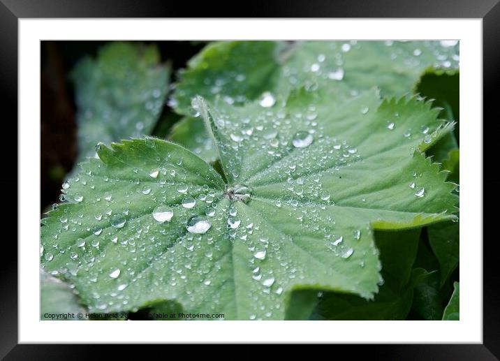 Droplets of water on a Plant leaves Framed Mounted Print by Helen Reid