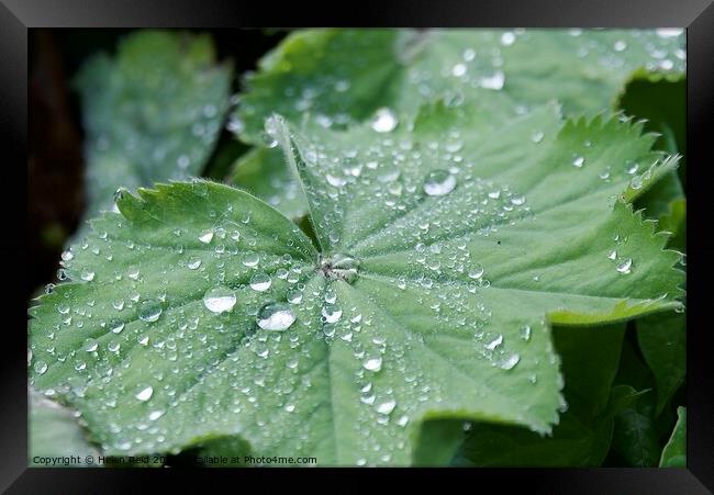 Droplets of water on a Plant leaves Framed Print by Helen Reid