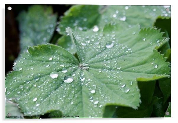 Droplets of water on a Plant leaves Acrylic by Helen Reid