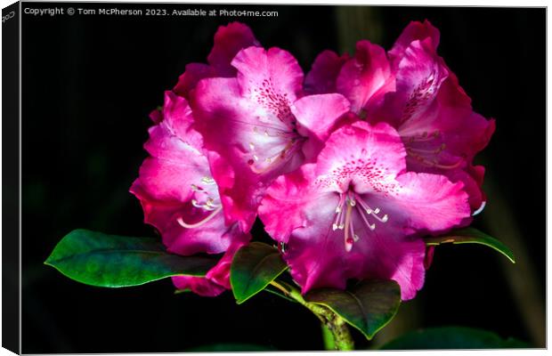 'Spring's Flourish: Vibrant Rhododendron Blossoms' Canvas Print by Tom McPherson