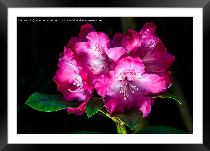 'Spring's Flourish: Vibrant Rhododendron Blossoms' Framed Mounted Print by Tom McPherson
