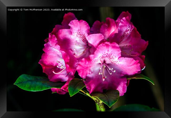 'Spring's Flourish: Vibrant Rhododendron Blossoms' Framed Print by Tom McPherson