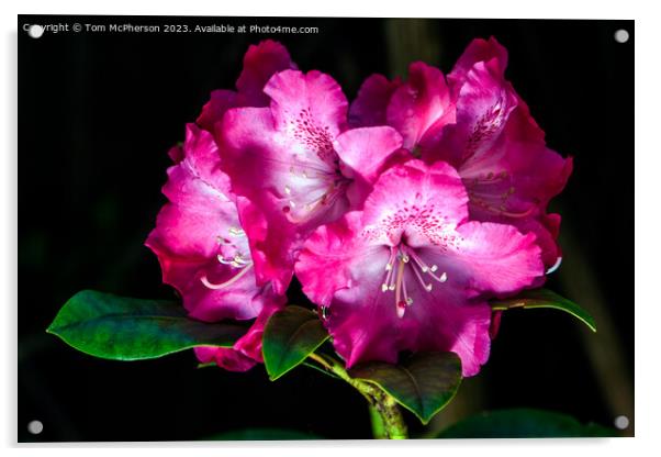 'Spring's Flourish: Vibrant Rhododendron Blossoms' Acrylic by Tom McPherson