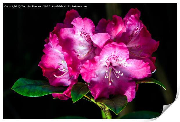 'Spring's Flourish: Vibrant Rhododendron Blossoms' Print by Tom McPherson