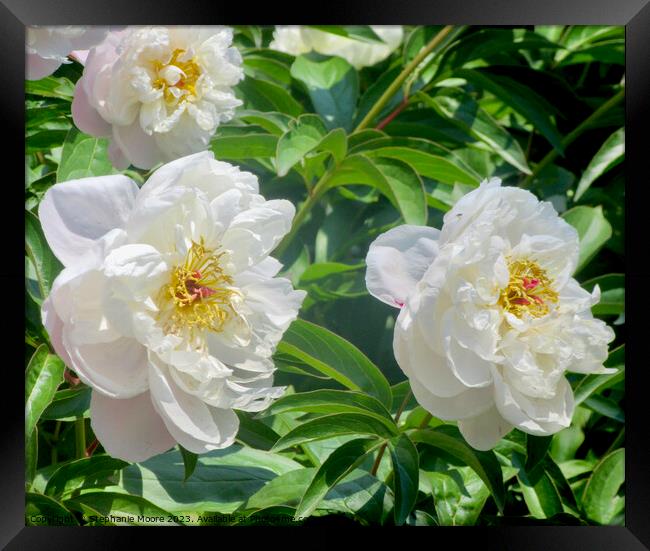 Plant flower Framed Print by Stephanie Moore