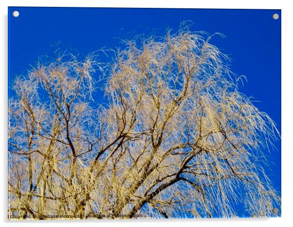 Willow leaves Acrylic by Stephanie Moore