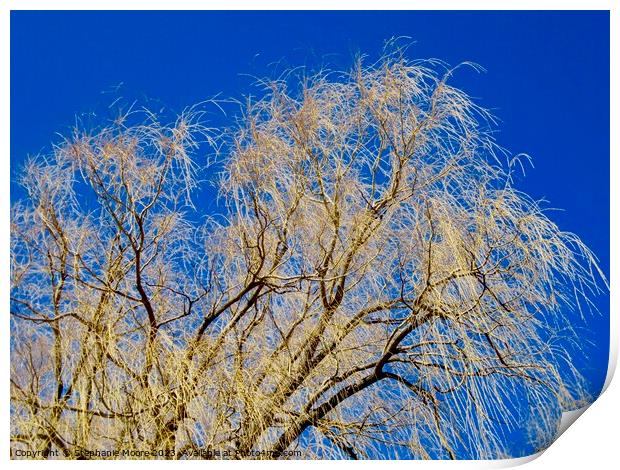 Willow leaves Print by Stephanie Moore
