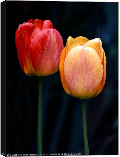 Eternal Spring's Vibrant Tulips Canvas Print by Tom McPherson