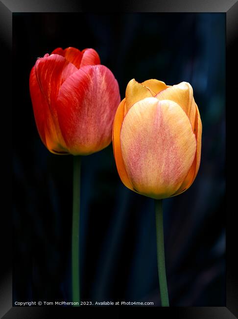 Eternal Spring's Vibrant Tulips Framed Print by Tom McPherson