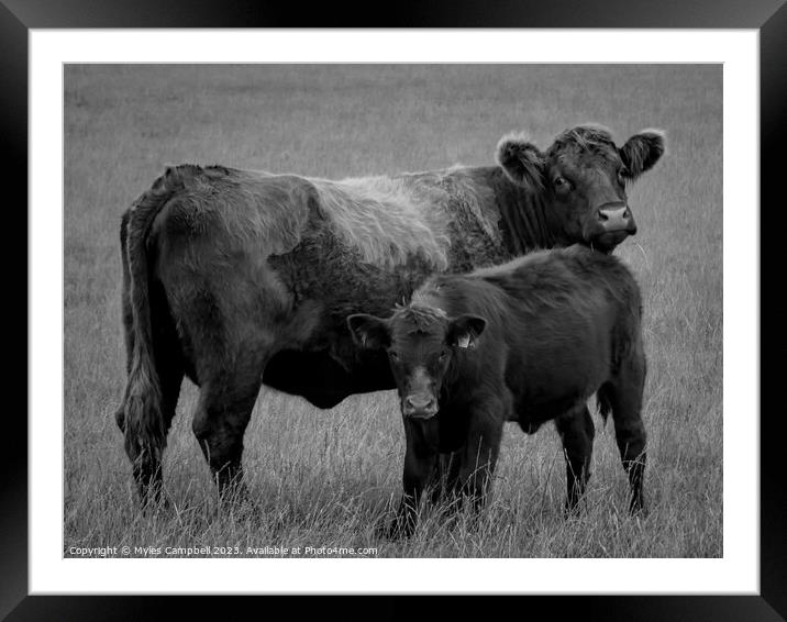 Luimg cow and calf  Framed Mounted Print by Myles Campbell