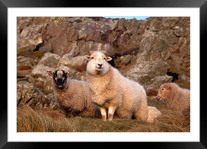 Sheep Framed Mounted Print by Gail Johnson