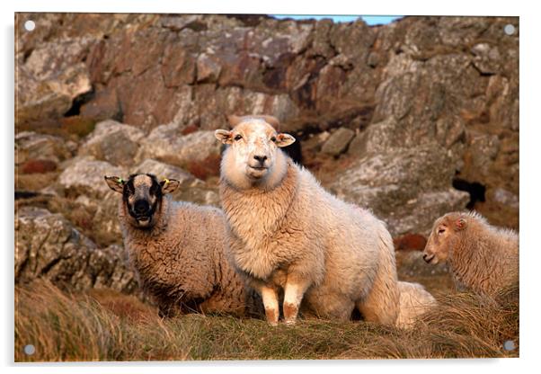 Sheep Acrylic by Gail Johnson