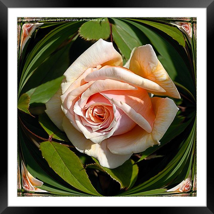 PEACH ROSE Framed Mounted Print by Helen Cullens