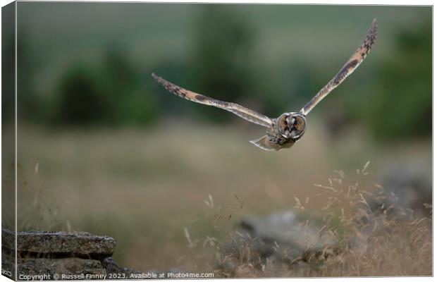 Long Eared Owl Canvas Print by Russell Finney