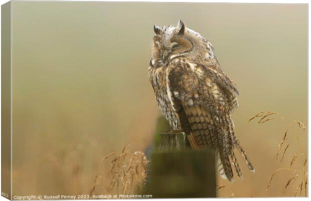 Long Eared Owl sleeping on fence post Canvas Print by Russell Finney