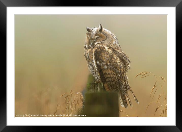 Long Eared Owl sleeping on fence post Framed Mounted Print by Russell Finney