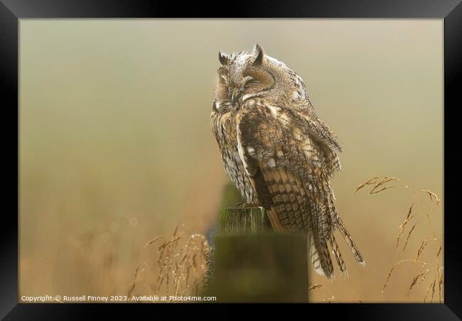Long Eared Owl sleeping on fence post Framed Print by Russell Finney