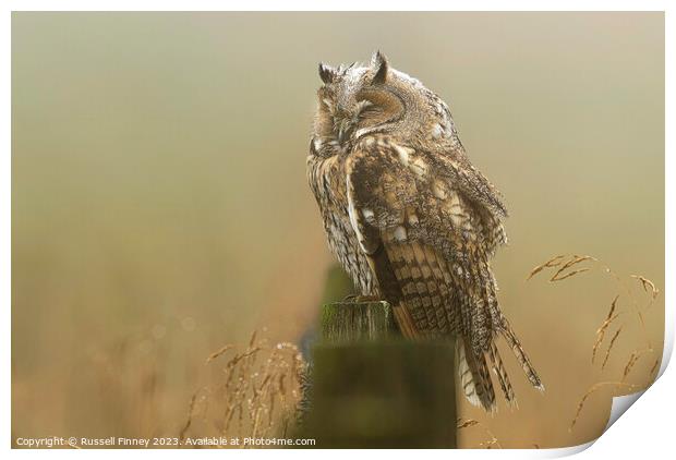 Long Eared Owl sleeping on fence post Print by Russell Finney