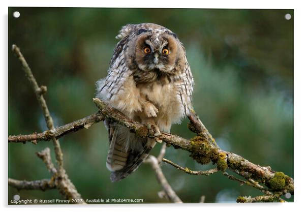 Long Eared Owl  Acrylic by Russell Finney