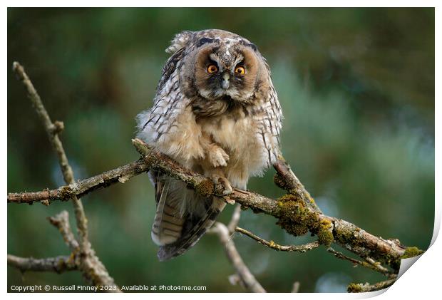 Long Eared Owl  Print by Russell Finney