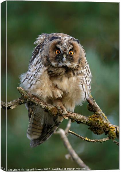 Long Eared Owl  Canvas Print by Russell Finney