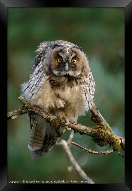 Long Eared Owl  Framed Print by Russell Finney