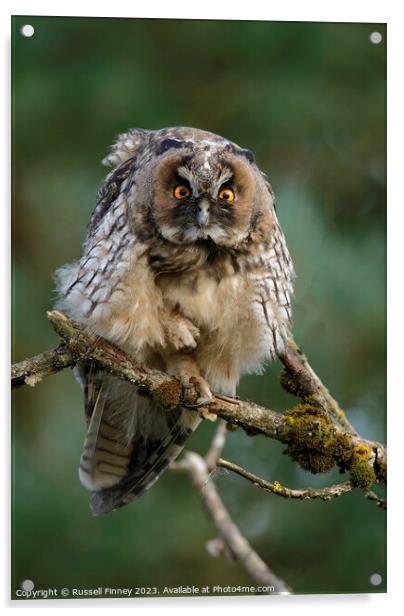 Long Eared Owl  Acrylic by Russell Finney