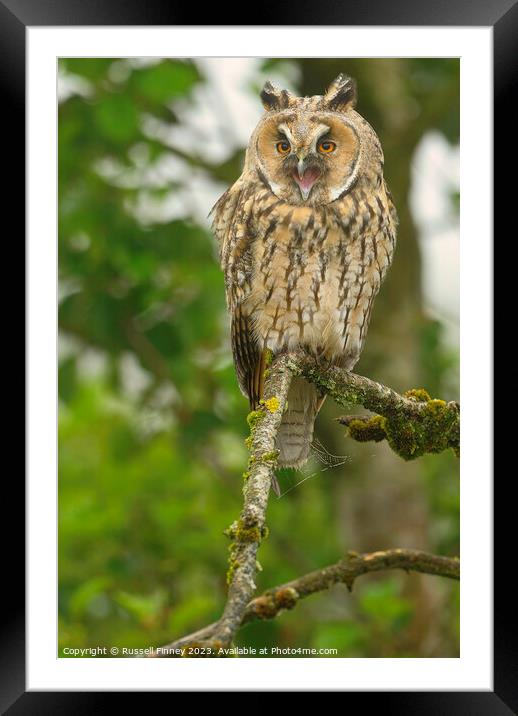 Long Eared Owl calling Framed Mounted Print by Russell Finney