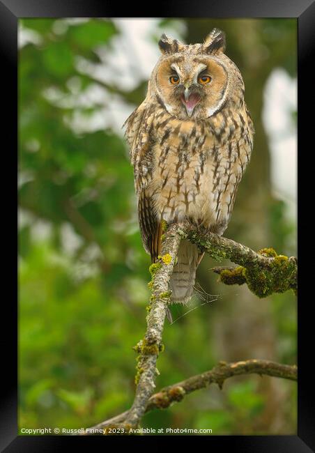 Long Eared Owl calling Framed Print by Russell Finney