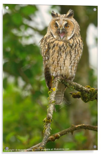 Long Eared Owl calling Acrylic by Russell Finney