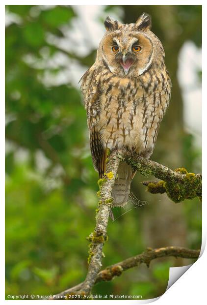 Long Eared Owl calling Print by Russell Finney