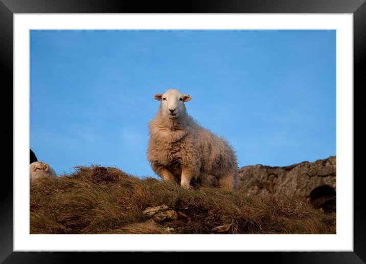 Sheep Framed Mounted Print by Gail Johnson