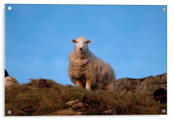 Sheep Acrylic by Gail Johnson