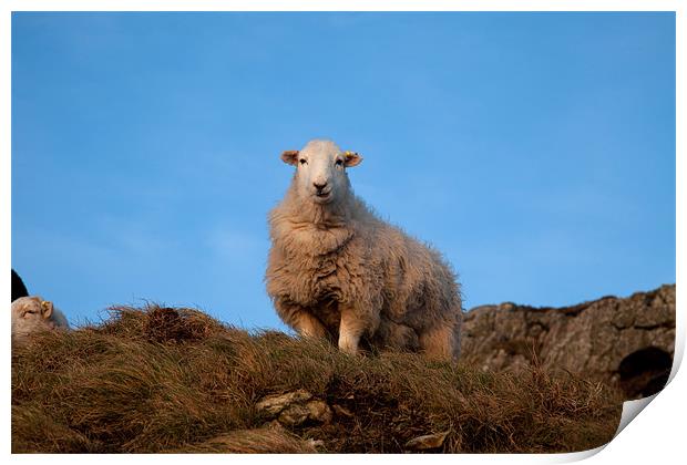 Sheep Print by Gail Johnson