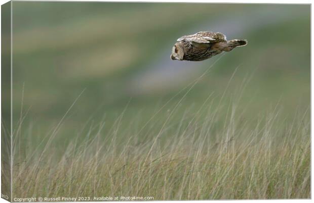 Long Eared Owl flying looking for prey Canvas Print by Russell Finney