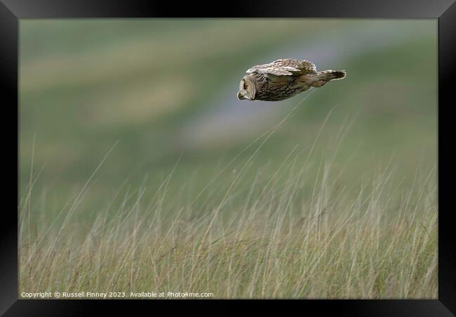 Long Eared Owl flying looking for prey Framed Print by Russell Finney