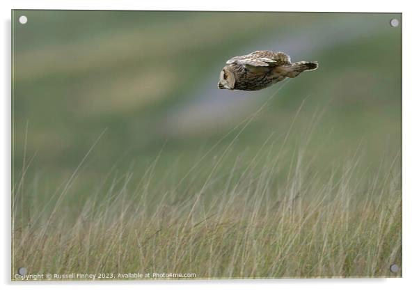 Long Eared Owl flying looking for prey Acrylic by Russell Finney