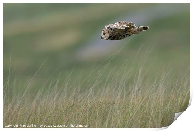 Long Eared Owl flying looking for prey Print by Russell Finney